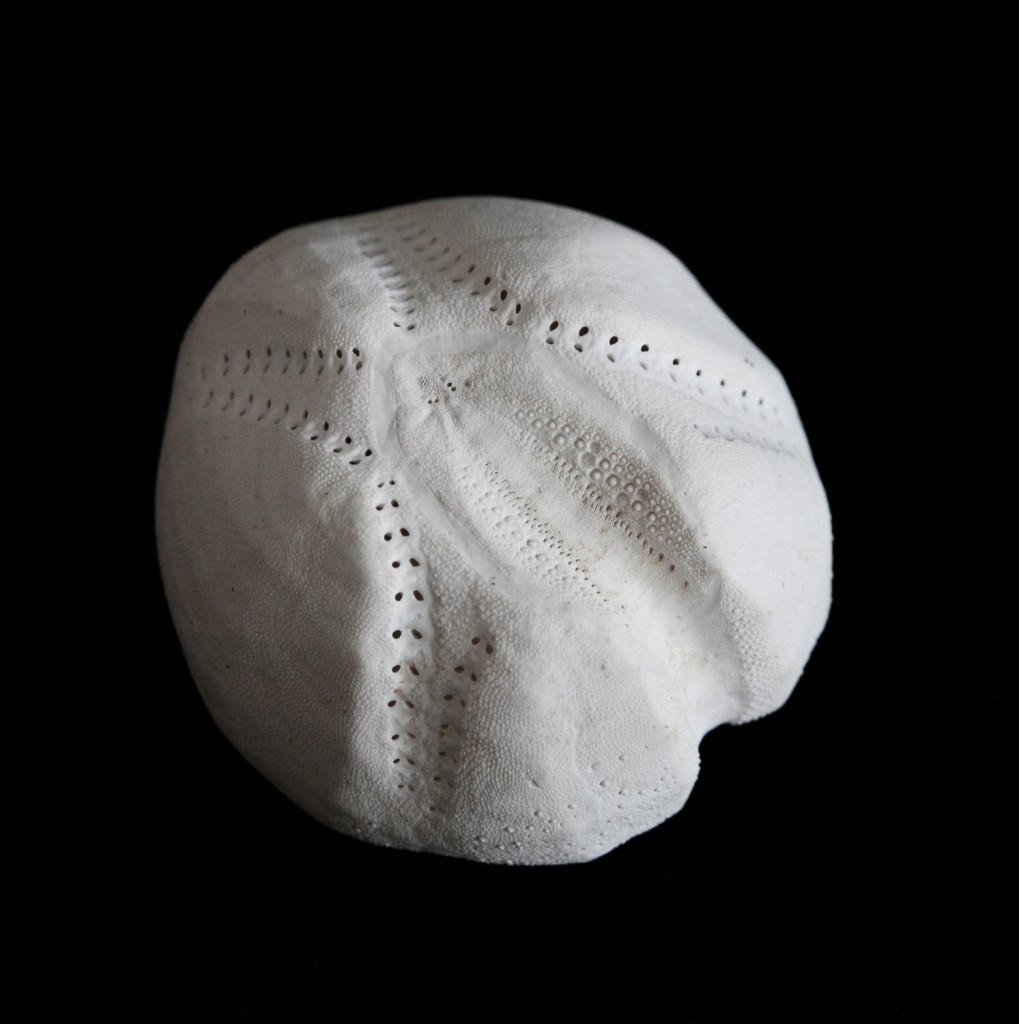 Skeleton of a heart urchin, also known as a sea potato. Possibly an Echinocardium cordatum